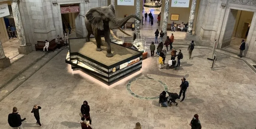 Washington DC Smithsonian National Museum of Natural History tickets and guided tour