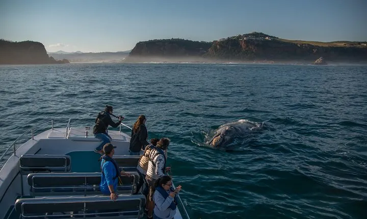 Whale Watching Knysna - Close Encounter Experience Ocean Odyssey