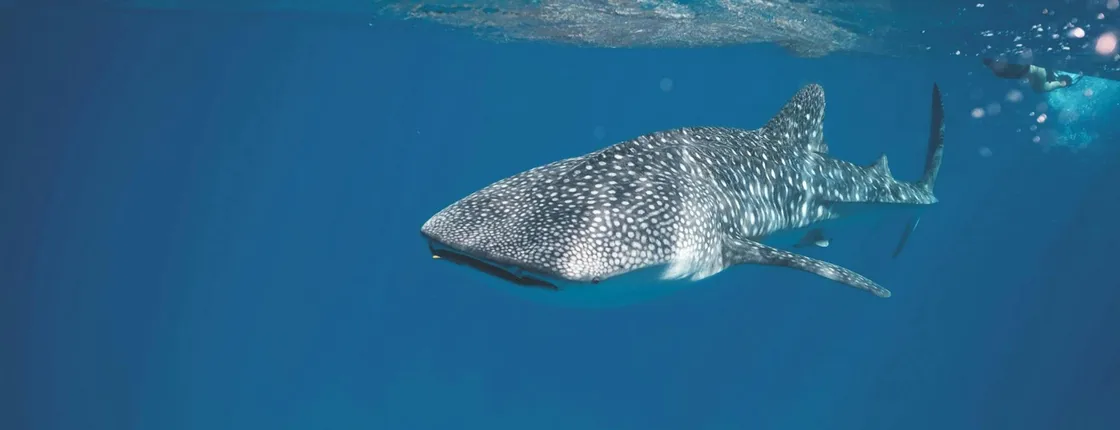 Whale shark 3-day experience at Mafia Island from Zanzibar