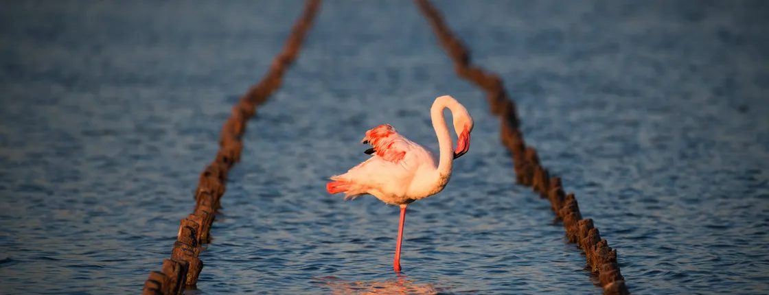 Flamingos oasis self-balancing scooter tour