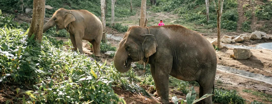 Phuket half-day elephant conservation and feeding experience