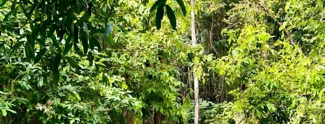 Full day small group jungle tour in Krabi's rainforest with lunch