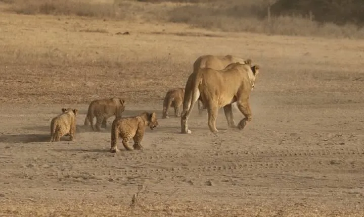 5 Days Group Camping Safari 