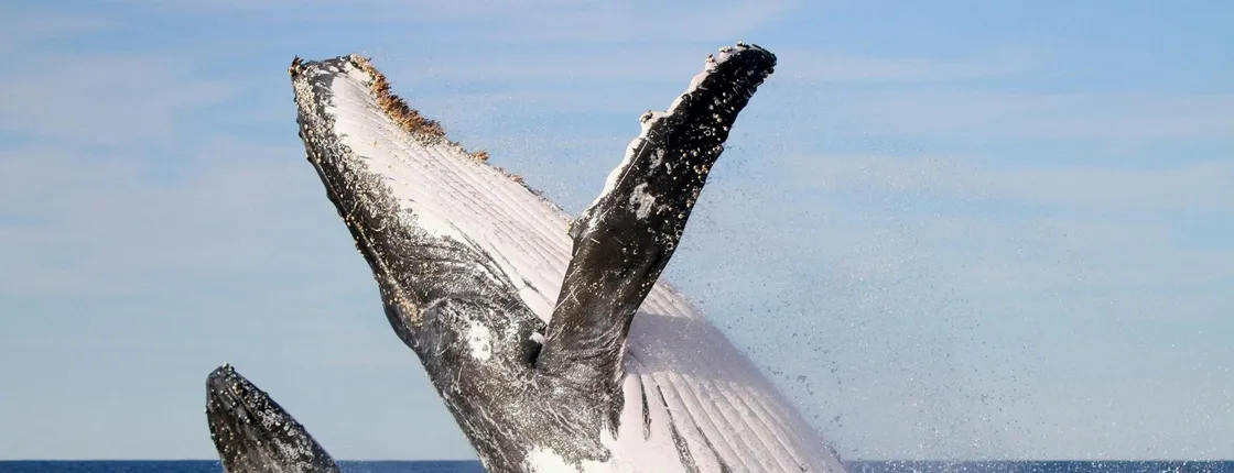 Humpback Whale encounter tour