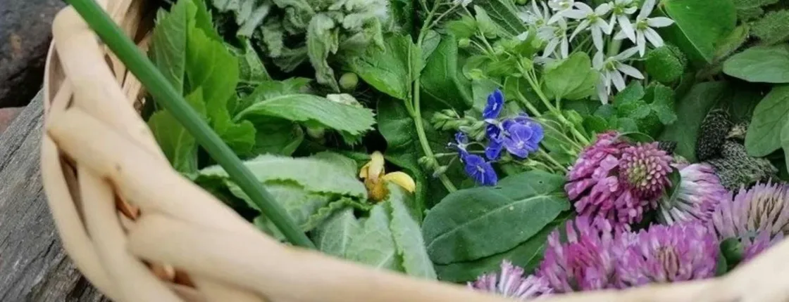 Wuppertal wild plant foraging guided walking experience
