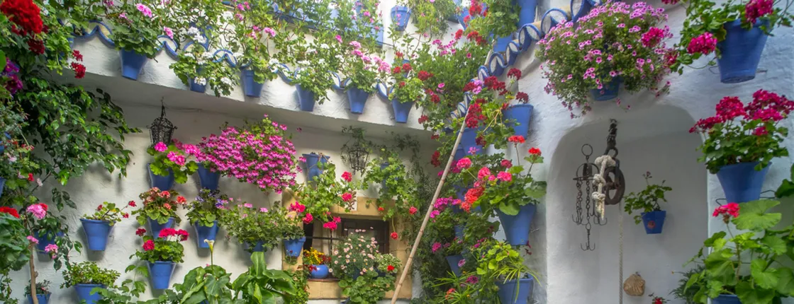 Guided tour of Cordoba's UNESCO Heritage Patios