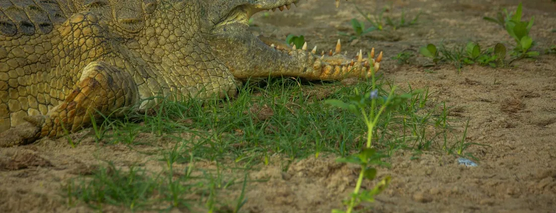 Nyerere National Park 3-day safari with afternoon flight from Zanzibar