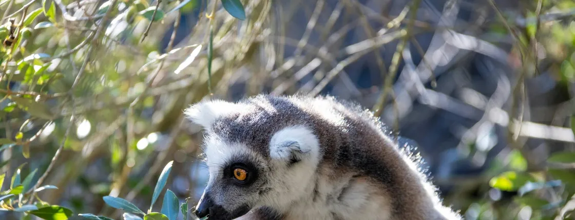 Fuengirola Zoo and shopping morning tour