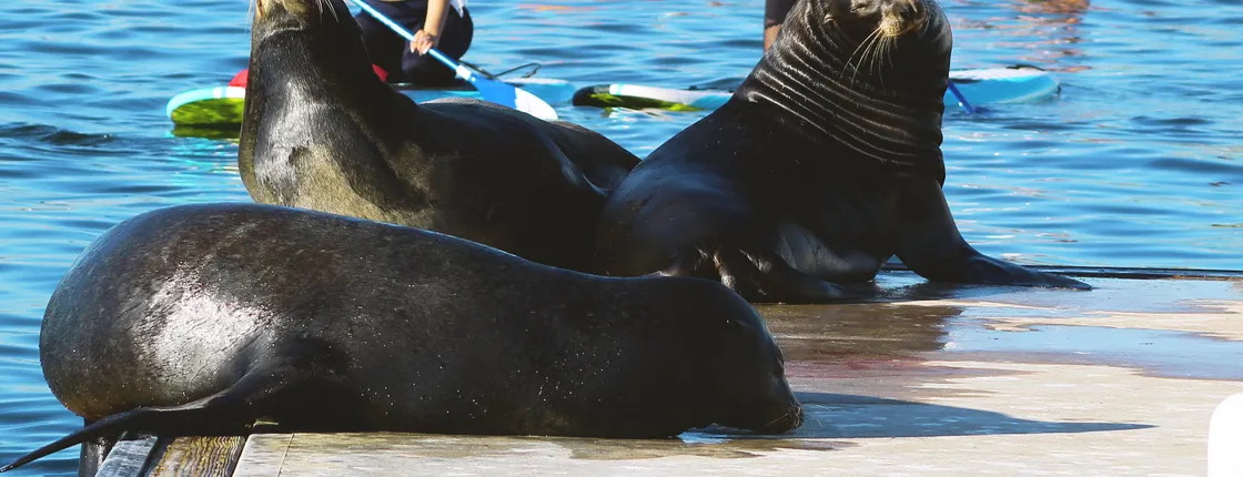 Marina Del Rey kayak and paddleboard tour with sea lions