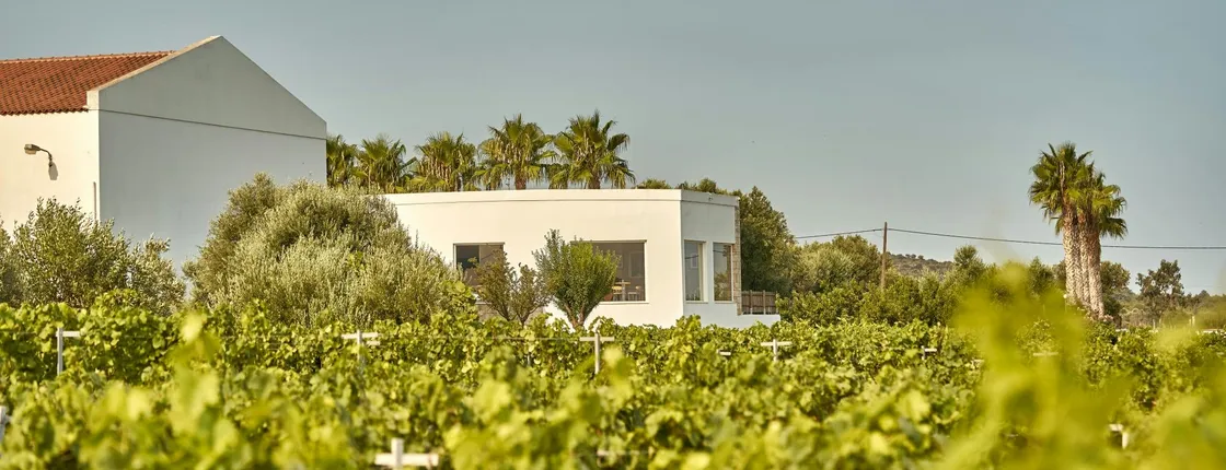 Wine Tasting at Ktima Akrani Winery in Kos