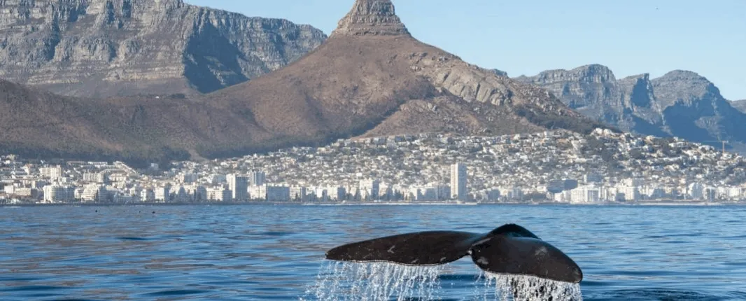 Marine Wildlife Boat Cruise with Transfer from Cape Town