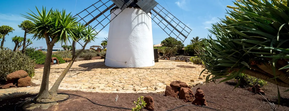 Fuerteventura villages and food tour with aloe vera plantation