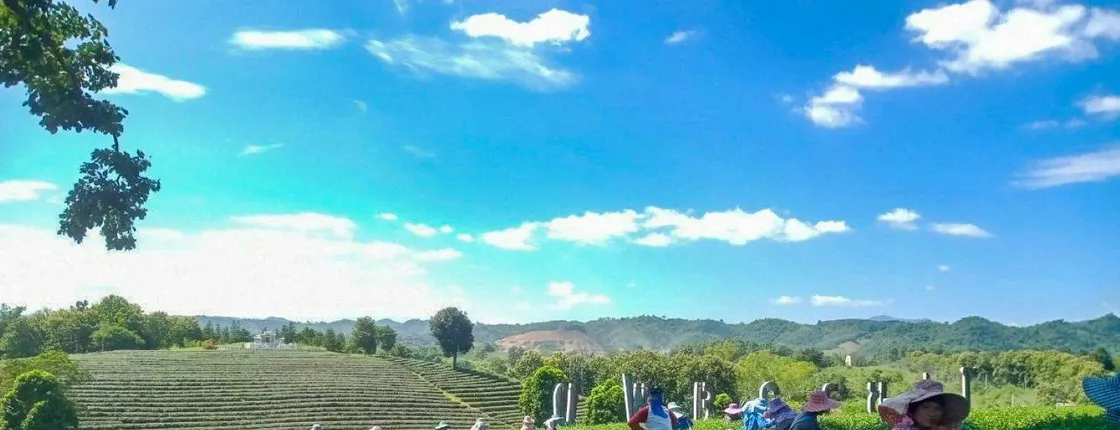 2-days 1-night Akha mudhouse stay, tea and coffee tasting