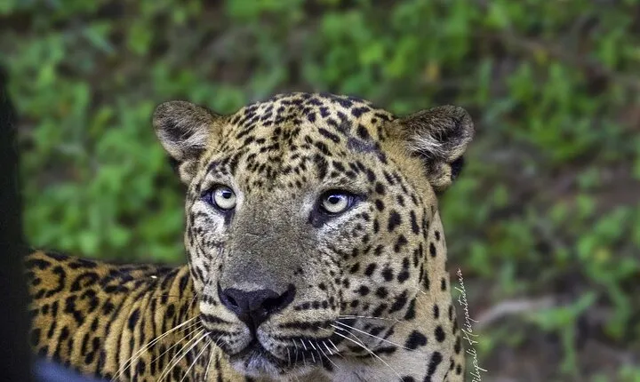 Full day / Half Day WildlifeAdventure in Yala-National-Park 