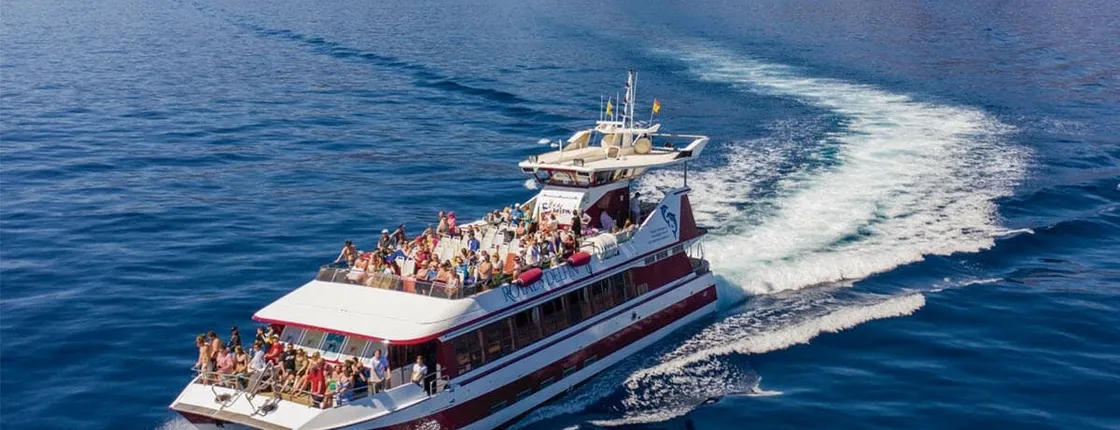 4.5-hour royal dolphin north cruise