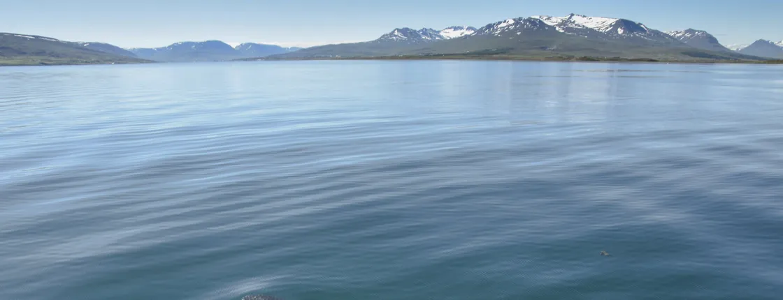 Akureyri  whale watching tour in the midnight sun