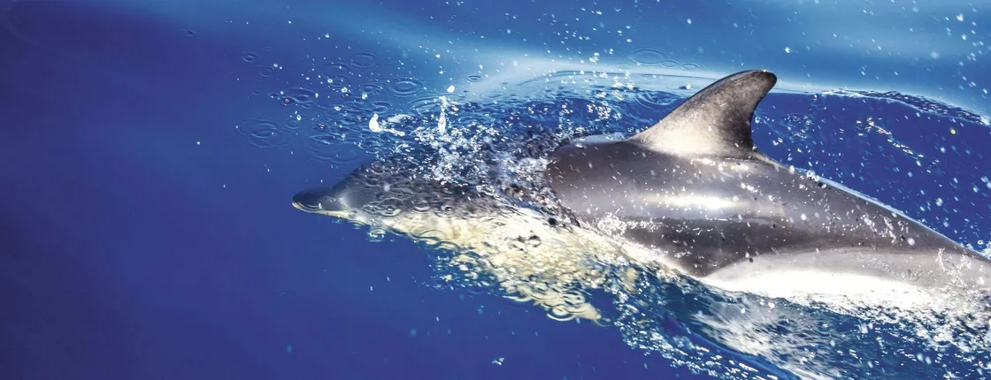 Amvrakikos Gulf wildlife cruise with swim stops