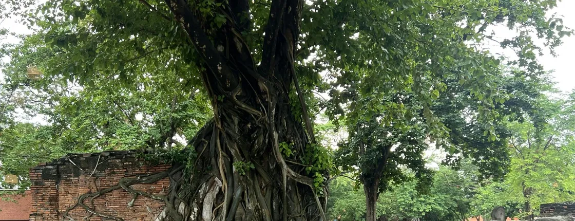 Guided tour of Ayutthaya with cable car and temple visits