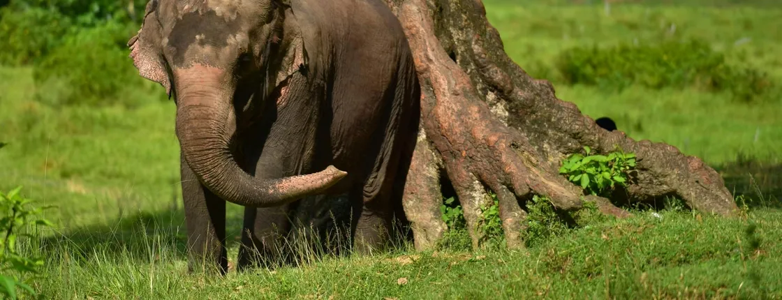 Goan jungle village tour with elephant experience