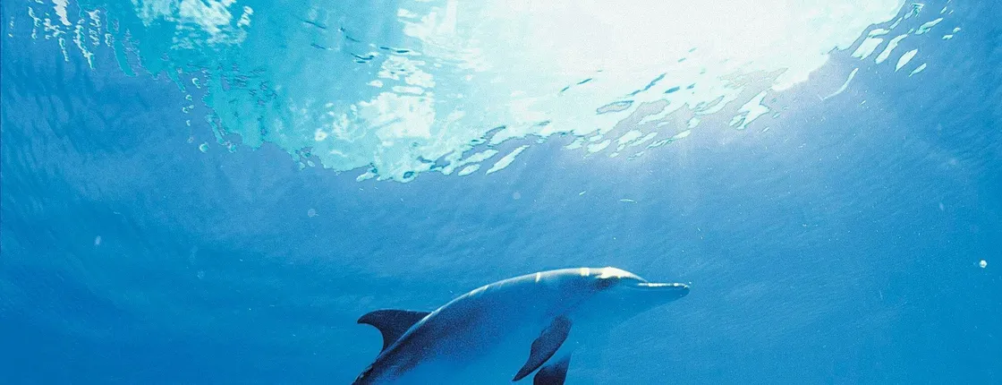 Dolphin encounter ticket at Isla Discovery