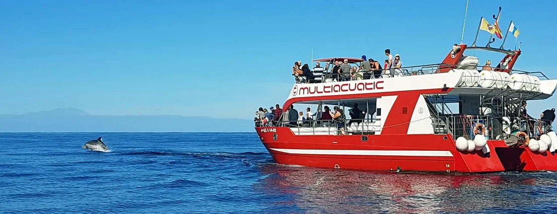 Dolphin Safari & Swim