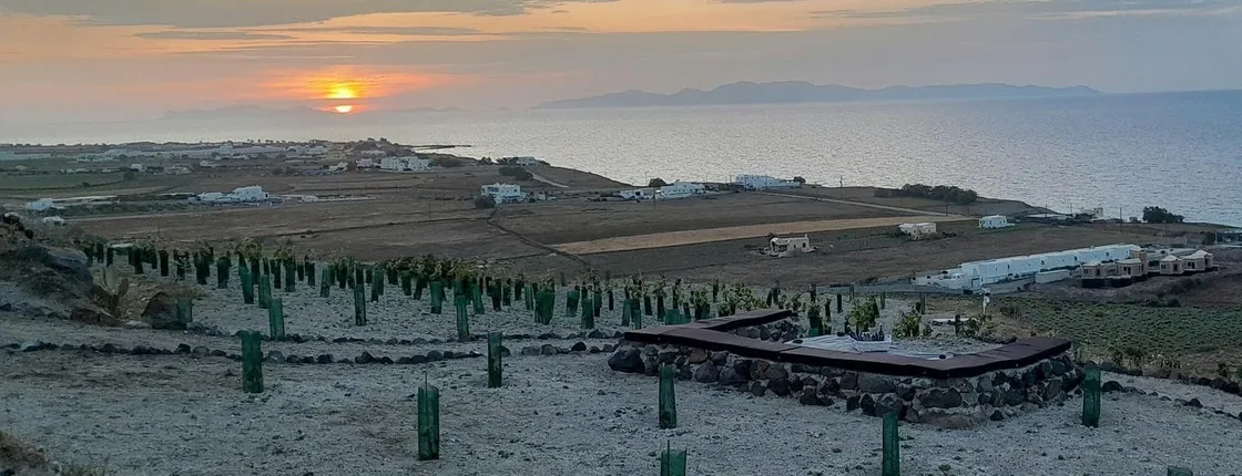 Santorini private organic farm tour with olive oil tasting