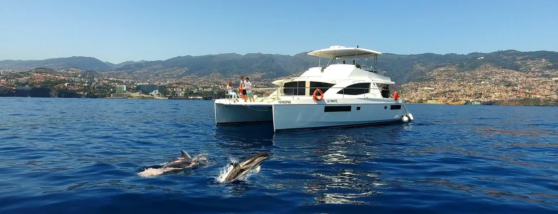 Dolphin and whale watching in Funchal with luxury catamaran all inclusive