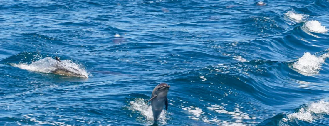 Gibraltar tour with dolphin watching cruise from Malaga