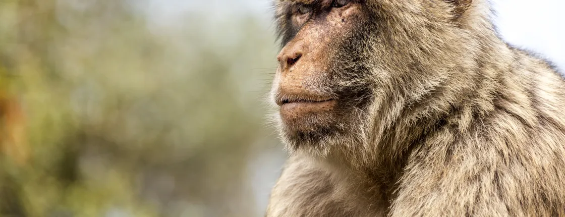 Barcelona Zoo visit and free time