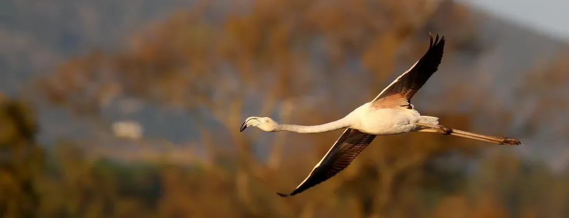 Formosa lagoon half-day birdwatching tour