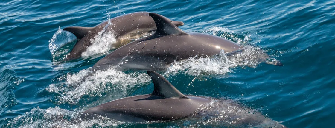 Dolphin watching and tour of 2 islands in Ria Formosa