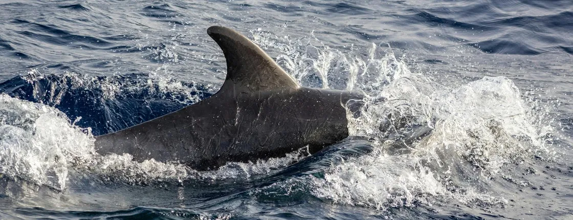 Dolphin spotting speedboat tour – ticket only