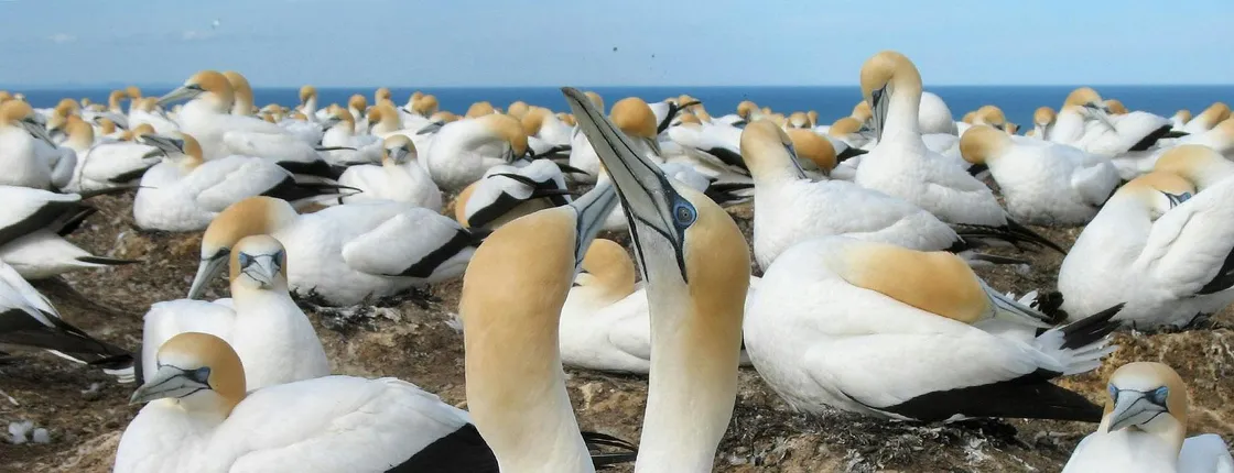 Muriwai Beach and Gannet Eco Tour with Wine Tasting
