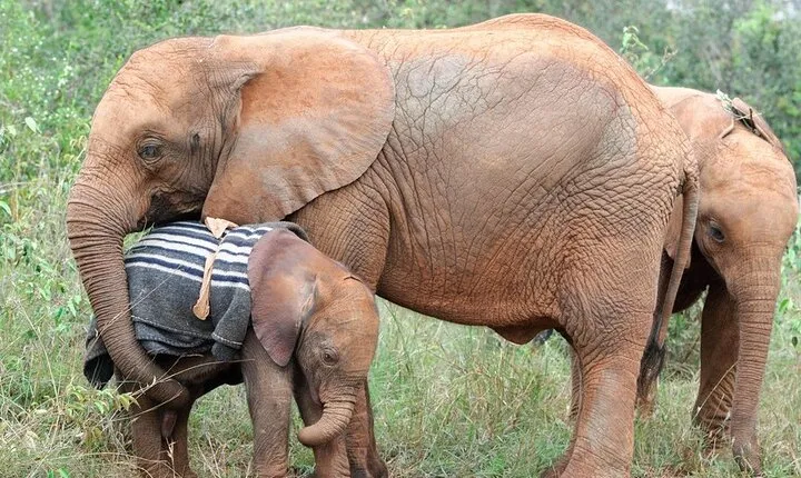 Elephant Orphanage & Giraffe Centre Tour