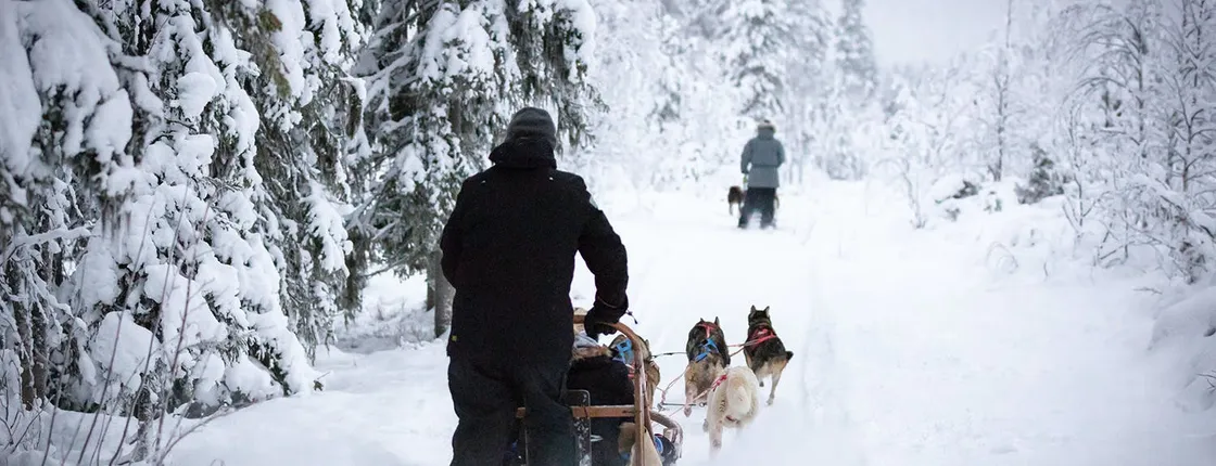 Levi self-driving husky sled tour
