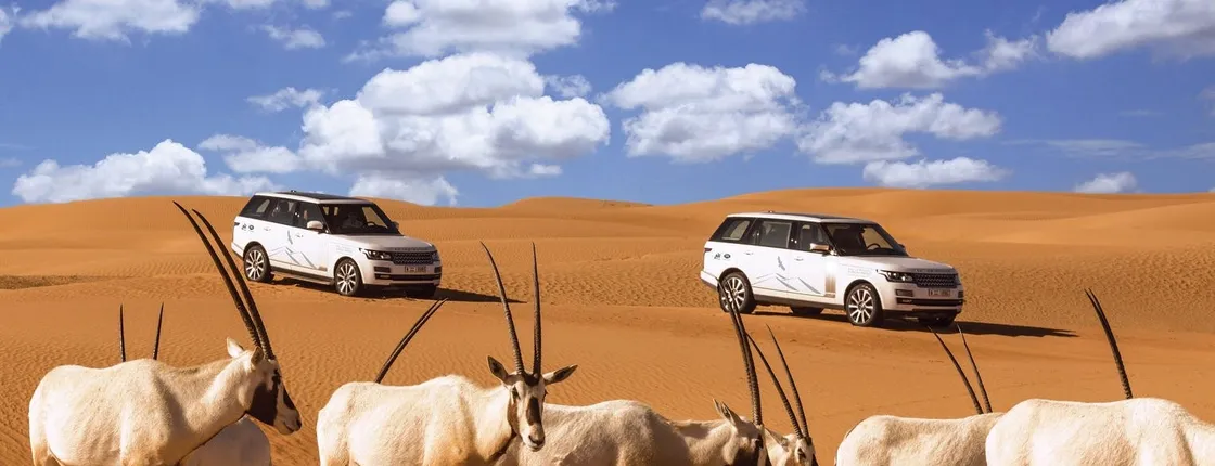 Conservation drive & breakfast at Al Maha guided tour from Dubai