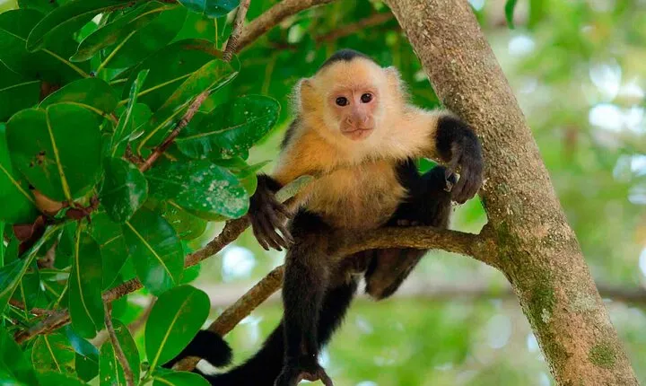 4 Day Tambopata Jungle Tour with Local Guide