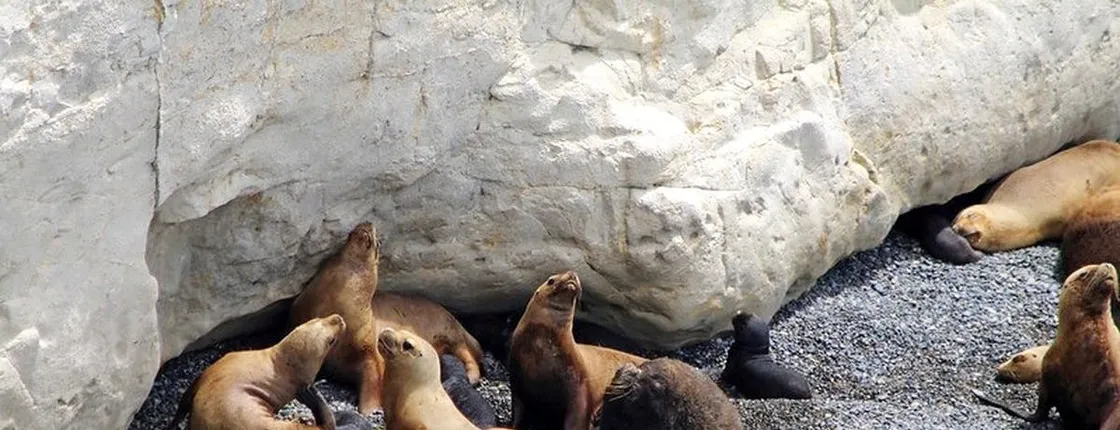 Guided tour of Puerto Madryn and Punta Loma sea lions reserve