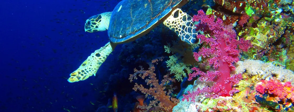 Hurghada Dolphin House snorkelling cruise with lunch