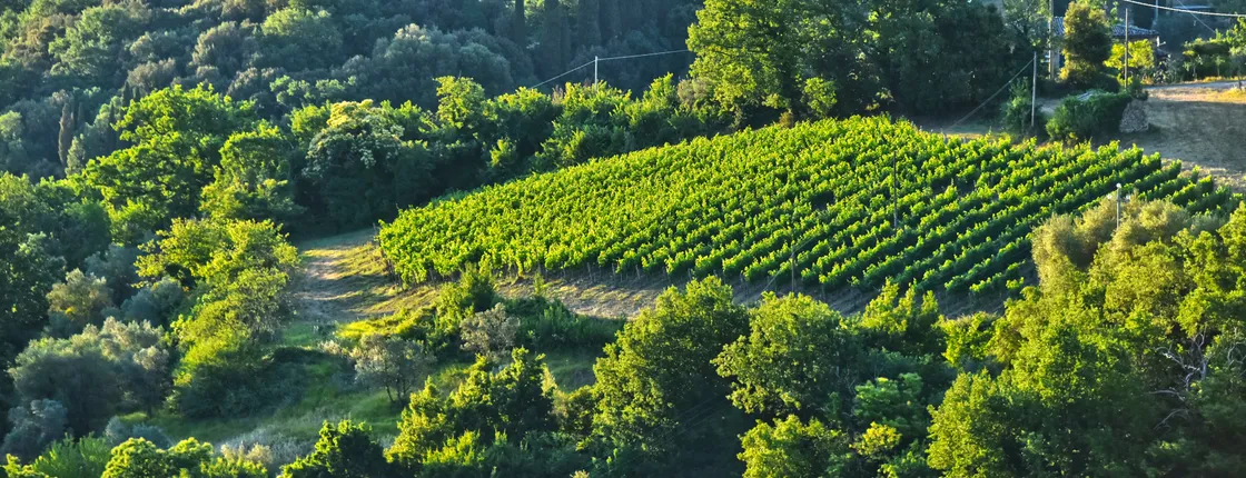 Brunello wine tasting and lunch in a Tuscan castle in Montalcino