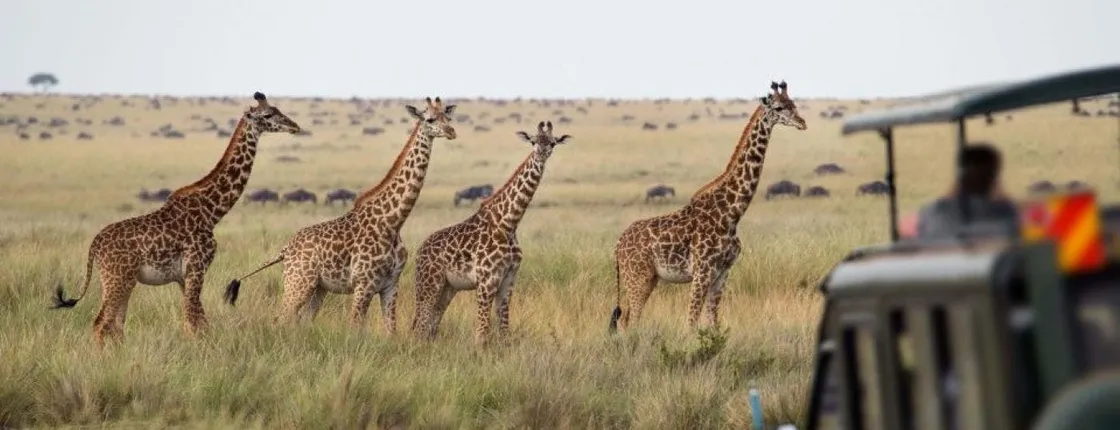 Aquila Private Game Reserve Safari Experience from Cape Town