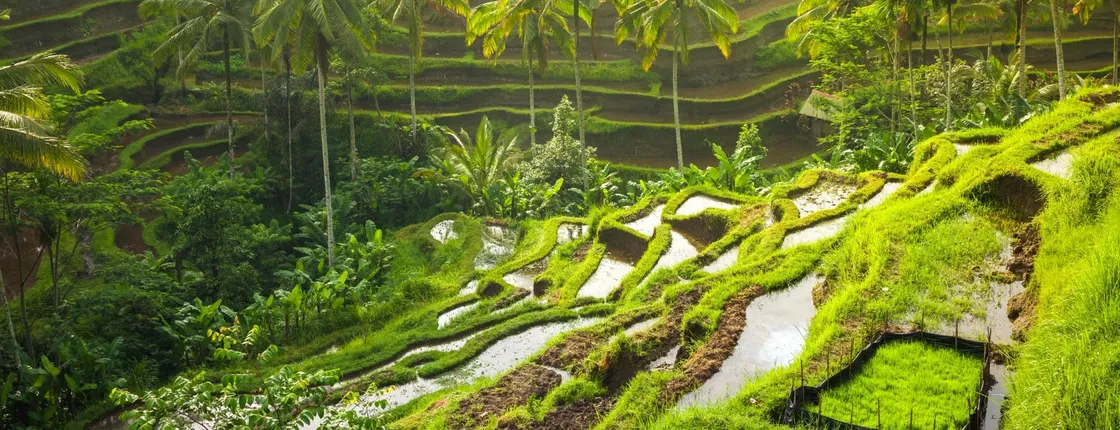 Guided tour of Bali highlights with Tegallalang Rice Terraces
