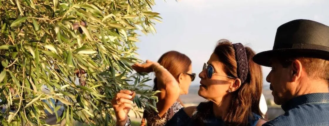 Tasting of EVO oil in the province of Agrigento