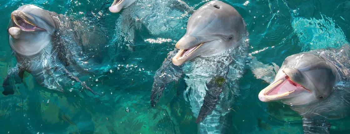 Delphinus dolphin experiences at Playa Mujeres – ticket only