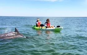 Small Group Dolphin Kayak Eco-Tour