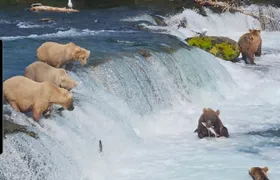 Brooks Falls Bear Viewing