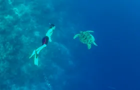 Moalboal Sardine Run, Pescador Island and Kawasan Falls Tour