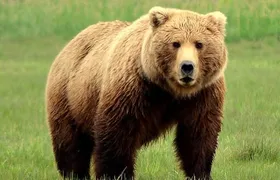 2 Park Bear Viewing Adventure to Katmai and Lake Clark NP