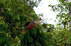 Eco Jungle 3 Days - 2 Nights