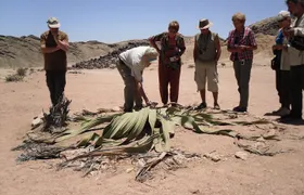 Welwitschia Tour from Swakopmund